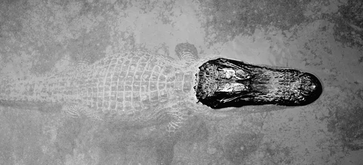 Efeito crocodilo