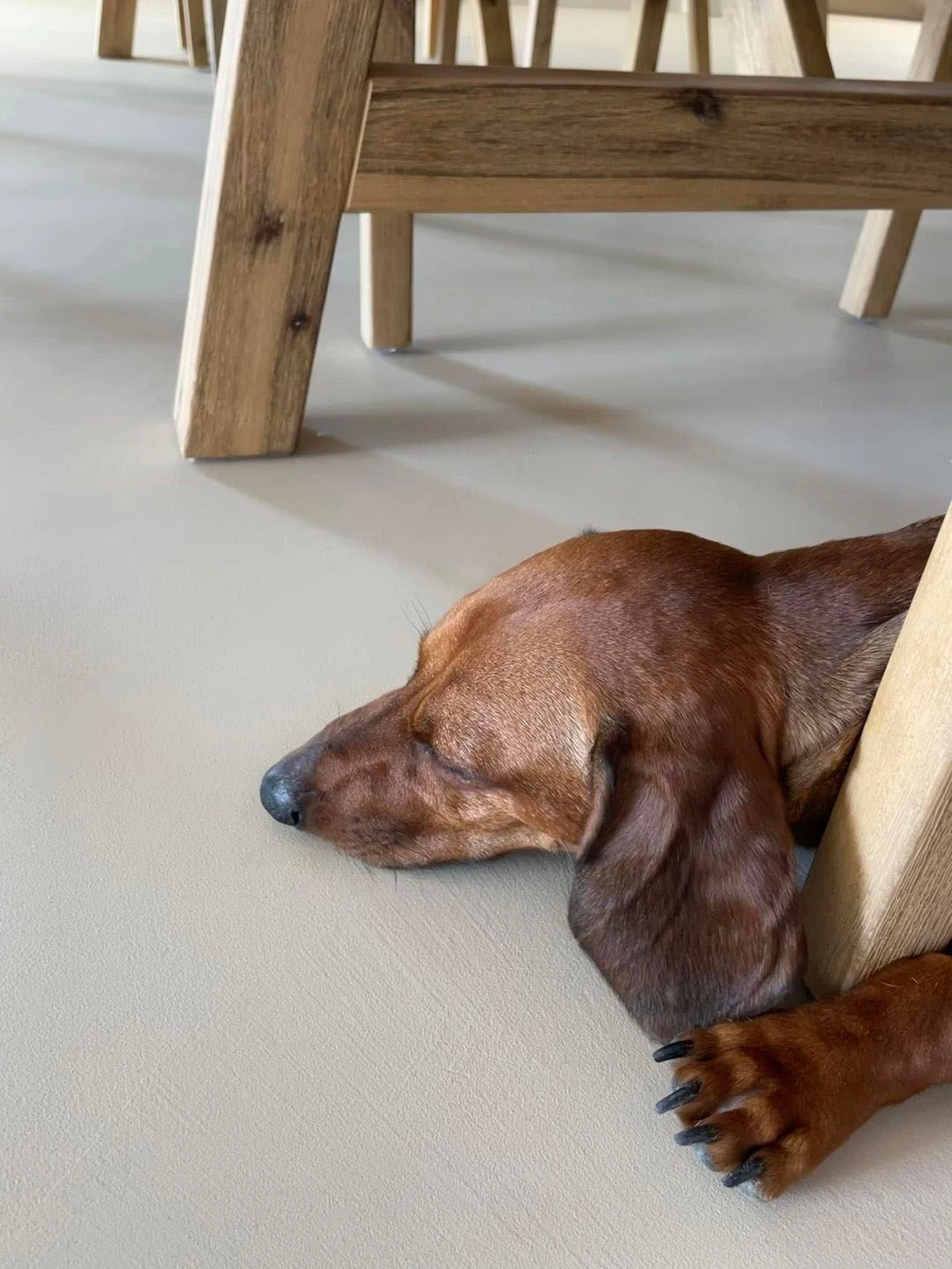 Perro descansando bajo muebles de madera sobre un suelo claro.
